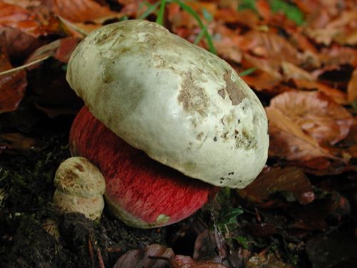 Boletus